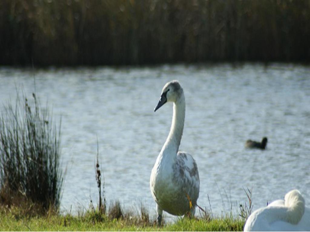 Auplands en-suite Rooms Lymington Exterior foto